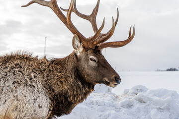 lonely proud deer with antlers and brown and gray fur looking into the distance and into the frame...