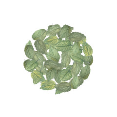 Fototapeta premium Lemon balm leafs watercolor illustration isolated on white. High quality illustration. Hand painted wild herb great for cards, packages, tea, oil infusions, herbal medicine recipes, guides design