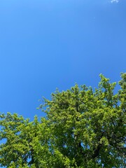 tree and sky