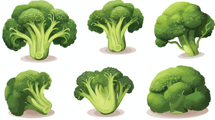 Many fresh broccoli cabbages on white background Vector