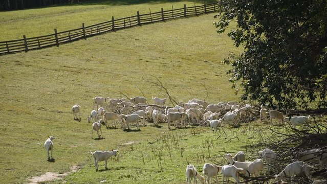 Many domestic white goats graze on picturesque sunny meadow with wooden fence. Free grazing of herd of domestic animals on farm territory, no people.