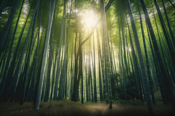 竹, 植物, アジア, 日本, 竹林, Asia, bamboo, plants, Japan, bamboo grove