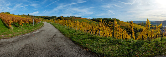 Road in agriculture vineyard in fall with yellow leaves scenerey