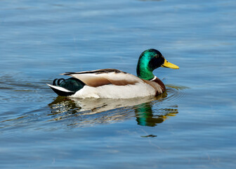 Fototapeta premium Male Mallard Duck (Anas platyrhynchos) - Flashy Fellow of Dublin's Ponds