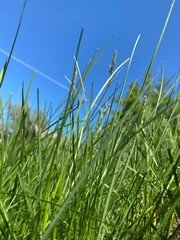 grass and sky