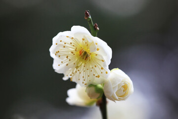 白い梅の花