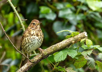 Song Thrush (Turdus philomelos) - Melodious Master of the Thrush Family