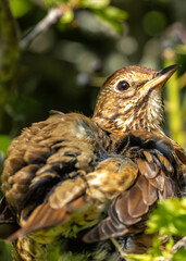 Song Thrush (Turdus philomelos) - Melodious Master of the Thrush Family