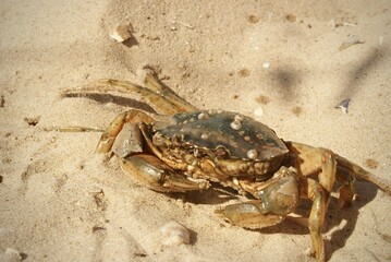 Spotted Crab Crawling on Sandy Beach in Bright Daylight