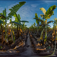  Banana plantation panorama during daylight