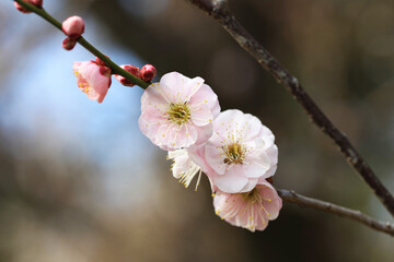 春の訪れを告げる梅の花