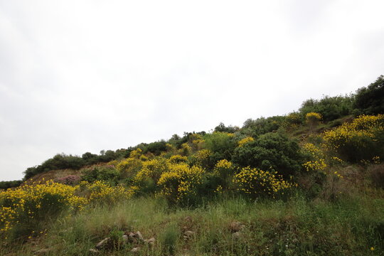 Cytisus scoparius (Sarothamnus scoparius) is a deciduous leguminous shrub native to western and central Europe