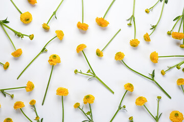 Seamless pattern of small yellow Asian ranunculus flowers on a white background. Top view, flat...