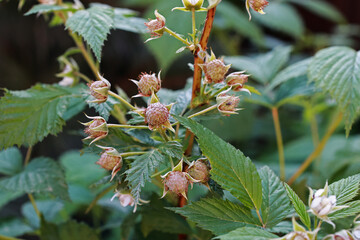 Raspberries in April unripe in the garden.