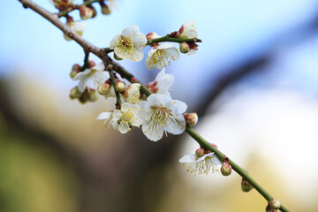 白い梅の花