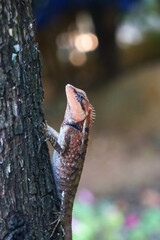 closeup changeable lizard orange texture and beautiful nature background High-resolution color...