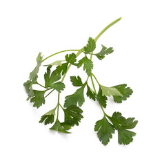 bunch of parsley isolated, png file