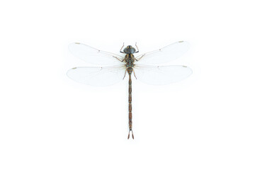 Dragonfly isolated on white background,  Close up of Dragonfly insect