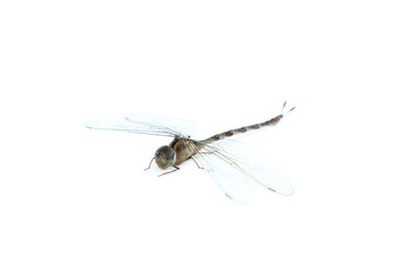Dragonfly isolated on white background,  Close up of Dragonfly insect