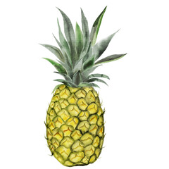 Fototapeta premium Pineapple watercolor. Whole tropical fruit on isolated white background. Exotic food illustration for menu design, tags and cosmetics packaging