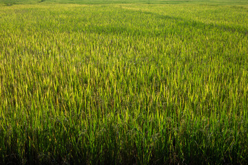 texture background Rice plants in the green field