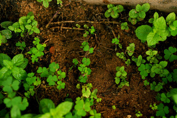 African mint leaves on fertile loamy soil