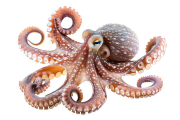 Naklejka premium octopus isolated on white or transparent png