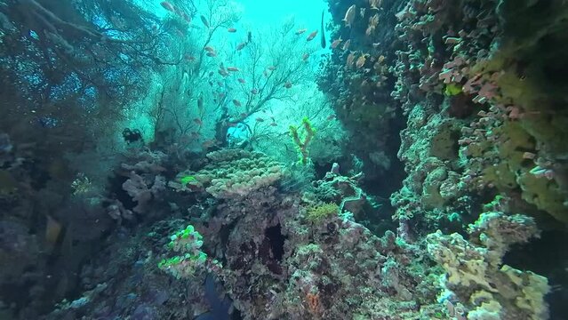 Underwater landscape. View from the underwater grotto of the coral garden. Tropical fish swim calmly in a coral garden on the seabed underwater.