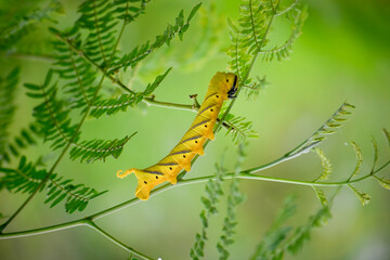 The huge African death's head hawkmoth caterpillar. A butterfly caterpillar crawling on a green branch. Genus Acherontia (Acherontia atropos,Acherontia styx and Acherontia lachesis). Sphingidae family