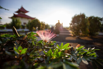selective focus Pink Red Powder Puff pink flowers in the public garden of a Chinese temple There is...