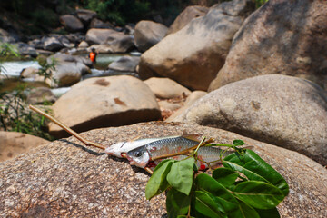A river fish mercilessly stuck a branch in its mouth. Fish that were hunted on the rocks along the river were hunted down as food for the rural people.