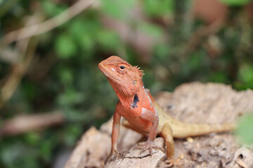 closeup changeable lizard orange texture and beautiful nature background High-resolution color changing chameleon.