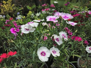 Clusters of  white and baby pink flowers with dark pink,red and white  flowers in the background.