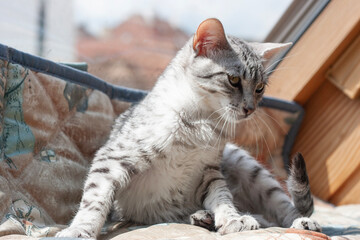 Junge Egyptian Mau Katze auf ihrem Fensterplatz