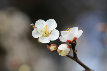 白い梅の花