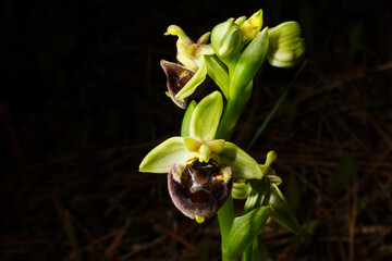 Flower of the Levant orchid (Ophrys levantina), a bee orchid on Cyprus
