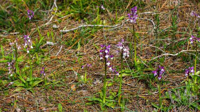 Syrian green-winged orchid (Anacamptis morio ssp. syriaca) in flower, in natural habitat on Cyprus