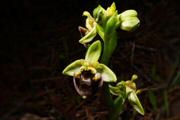 Levant orchid (Ophrys levantina) in flower, a bee orchid on Cyprus