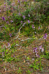 Flowering plants of the Syrian green-winged orchid (Anacamptis morio ssp. syriaca), in natural habitat on Cyprus