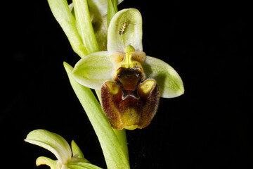 Flower of the Levant orchid (Ophrys levantina) with a small insect, Cyprus