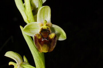 Flower of the Levant orchid (Ophrys levantina), a terrestrial bee orchid on Cyprus