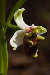 Flower of the Levant orchid (Ophrys levantina), a terrestrial bee orchid on Cyprus