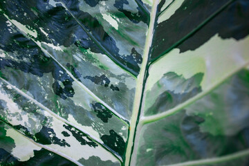 The surface of Alocasia macrorrhizos, a beautiful, rare, high-priced decorative plant. Green plants with beautiful white patterns similar to military camouflage