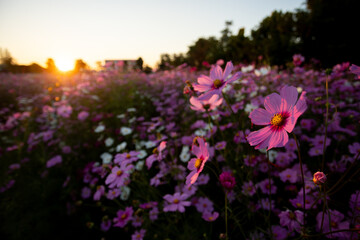 Selective focus purple-pink cosmos flowers in a flower garden on a sunset evening It feels lonely...