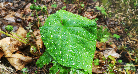 Close-up of a burdock plant in a forest thicket. Drops of dew or rain on a plant. The green living...