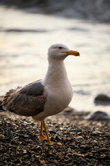 Gaviota por la costa (I)