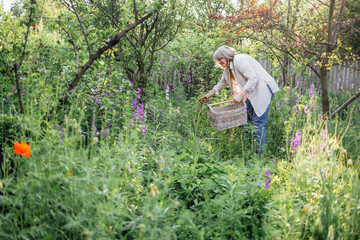 An elderly smiling woman collects wildflowers in a wicker basket