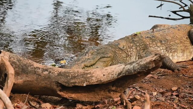 Menacing looking crocodile basking in the sun at Tadoba national park