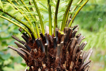 close up of the top of a trimmed tree fern with bright green leaves