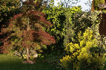 Fototapeta premium Red Japanese maple and ivy on the fence.